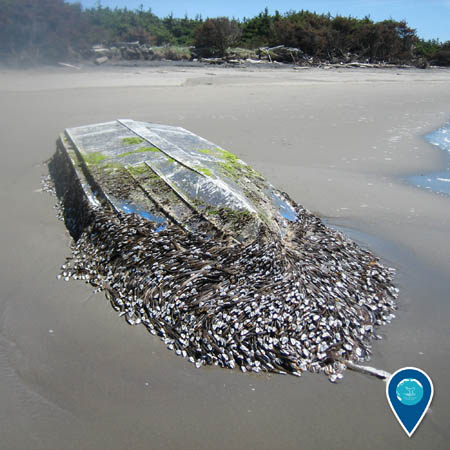 shipwreck on the beach covered invasive species