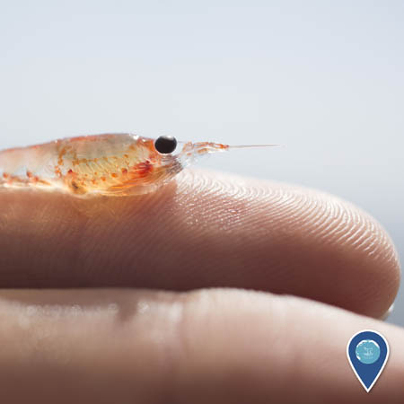 krill on a person's finger