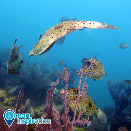Scrawled filefish swimming near a reef