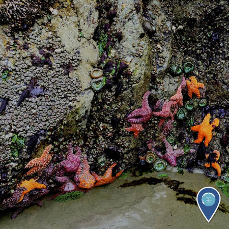tidepool with many creatures like sea stars, mollusks, and sea anemones