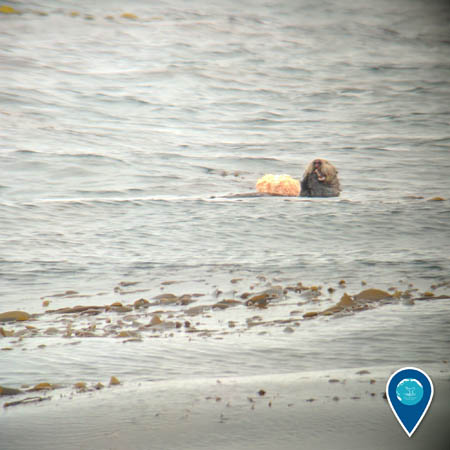 sea otter is having a snack