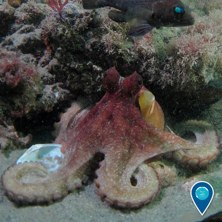 A reddish octopus sits against a reef on the sea floor on top of a few shells. A fish swims above
