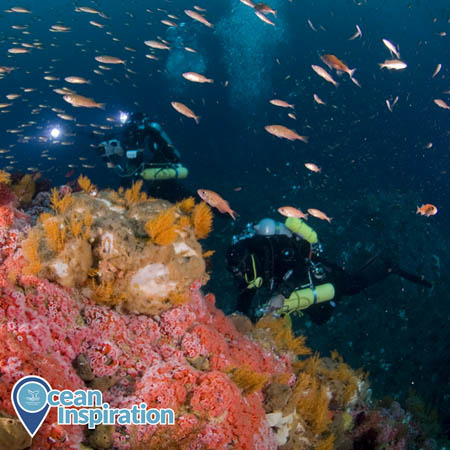 Two divers, surrounded by pink fish, swim above a vibrant rocky reef. The reef is covered in bright pink strawberry anemones and other colorful invertebrates.