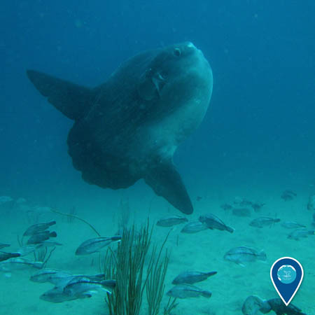 A large mola mola swims above the sea floor. Smaller fish swim beneath it.