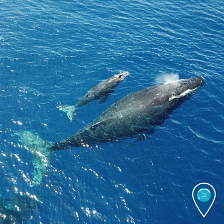 An aerial view of a mother humpback whale and her calf swimming through bright blue ocean water. The calf is close to the mother's side.