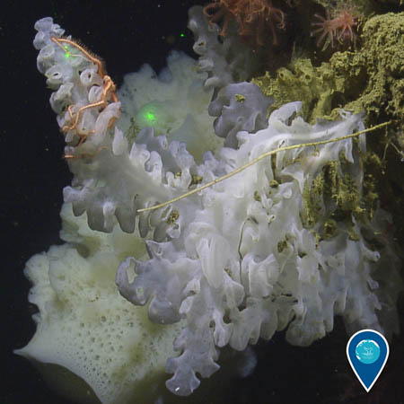 white sponges cling to the side of a muddy slope. A brittle star clings to one of them and other invertebrates grow above the sponges. Two laser dots calibrated to 10cm apart show the size of the sponges.