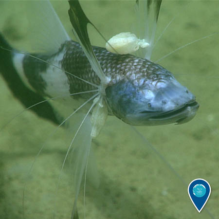 A deep-sea fish rests above the sea floor. Two small parasitic isopods are attached to its fins.