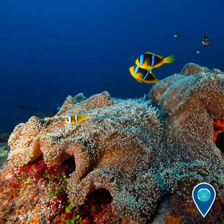 several Clark's anemonefish swim above a large sea anemone in National Marine Sanctuary of American Samoa