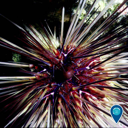 A close-up view of a long-spined sea urchin. The spines are white and black while its body is reddish; in the center is a small round organ.