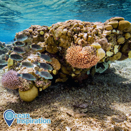 A colorful outcropping of a variety of coral species. Blue-green parrotfish swim in front of the corals.