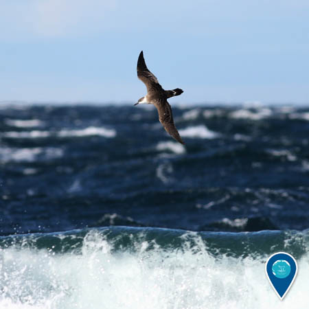 A great shearwater flies above a wave crashing on an unseen beach. The ocean and sky are in the background.