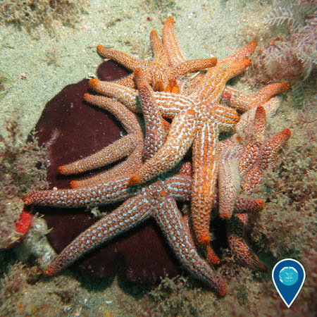 A pile of orange and white sea stars on the ocean bottom.
