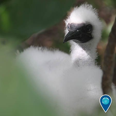 A fluffy white young bird looks through foliage on Rose Atoll