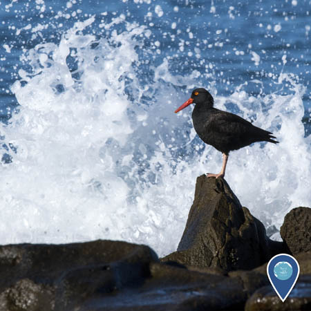 A black oystercatcher stands on a rock in front of breaking waves. The bird is black, with an yellow eye, red-orange bill, and pinkish legs.