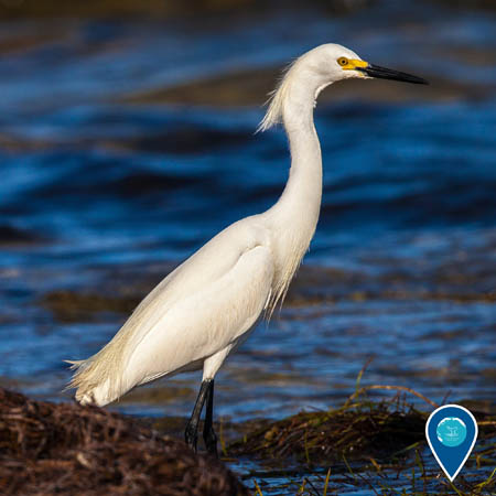 A snowy egret stands in shallow water. The bird is white, with a long neck, yellow and black bill, and black legs.
