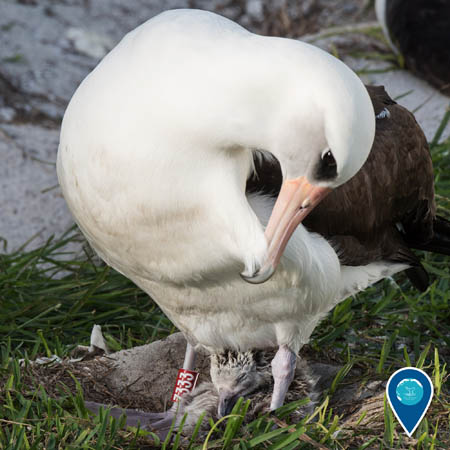 A white and brown Laysan albatross stands over a small fluffy chick. The adult is looking down at the chick.