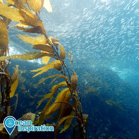 A photo of a kelp forest in NOAA Channel Islands National Marine Sanctuary. Yellow-brown giant kelp waves in the current in the foreground on the left side of the picture. In the background on the right, hundreds of fish swim.