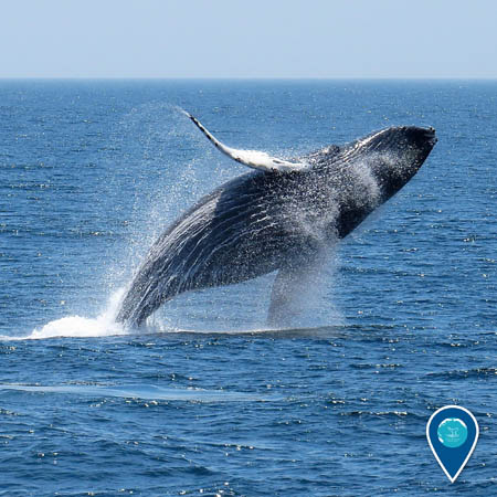A humpback whale in Stellwagen Bank National Marine Sanctuary breaches toward the right. Nearly its entire body is out of the water.