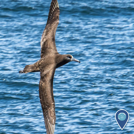 A black-footed albatross flies above the ocean. The bird's plumage is brown, and its wings stretch from the top of the photo to the bottom.