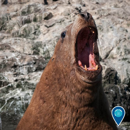 A close-up on the face of a Steller sea lion with its mouth wide open.