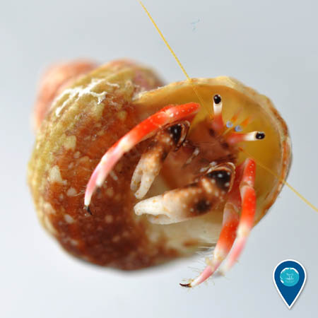 A red and brown hermit crab occupying a snail shell.