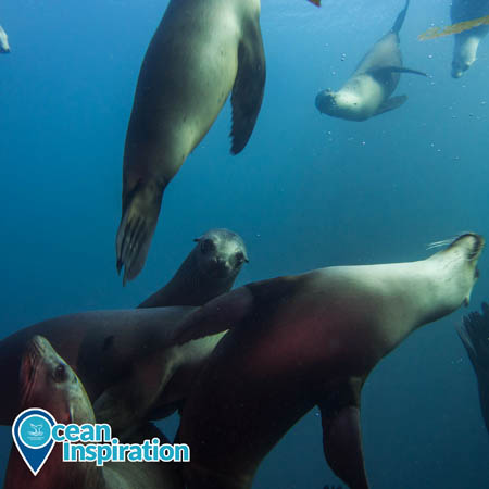 A group of sea lions swimming underwater.