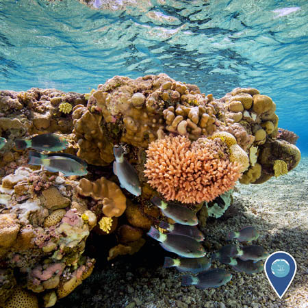 A lush coral reef including several species of coral and other invertebrates. Fish swim around the coral.