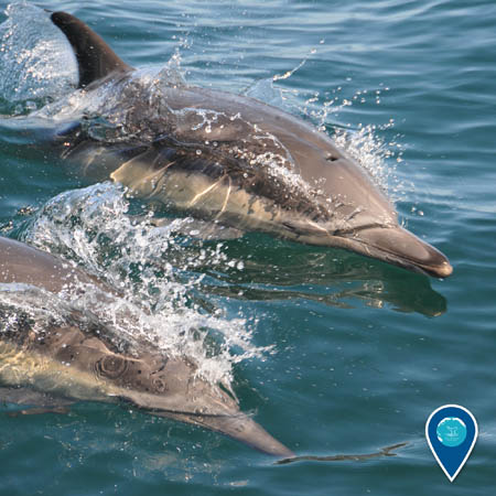 Two common dolphins at the ocean surface.