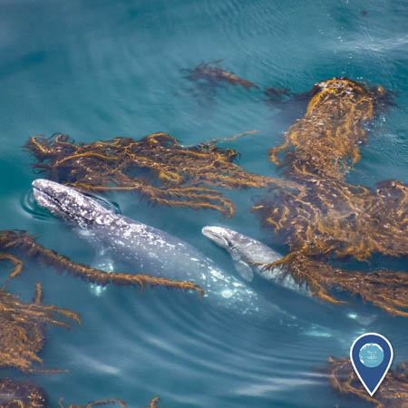 A gray whale mother and her calf swim through the surface of a kelp forest in Monterey Bay National Marine Sanctuary.