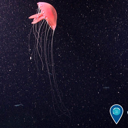 A bright pink jellyfish extends its tentacles downward. The sea around it is dark, with small particles of marine snow illuminated.