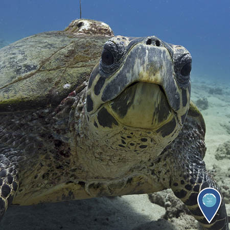 A close-up of a hawksbill turtle that is looking directly at the camera. A small GPS tag is attached to its shell.