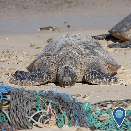 A green sea turtle rests on a beach. In the foreground is a pile of derelict fishing nets.