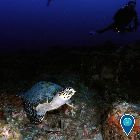 A hawksbill turtle rests on the reef floor. A diver swims up above it.