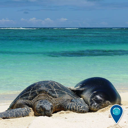 A green sea turtle and a Hawaiian monk seal rest on a beach, cuddled up to one another.