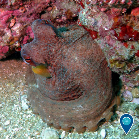 A reddish octopus peers out from behind a rocky ledge covered in encrusting invertebrates.