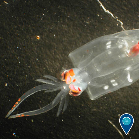 A close-up view of a translucent larval squid.