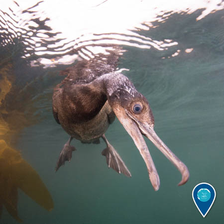 A portrait of a Brandt's cormorant underwater. It appears to be looking at the camera, and there is kelp in the background.