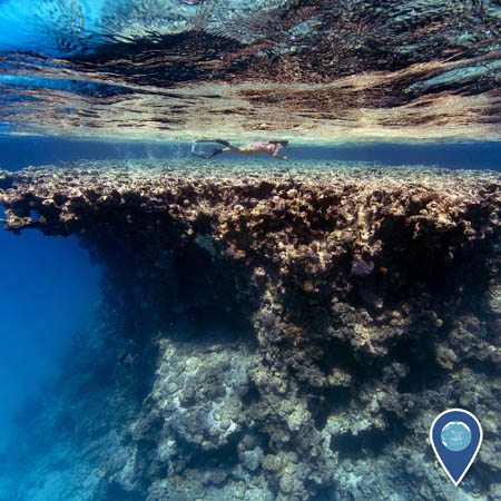 A female snorkeler swims above a very large coral formation.