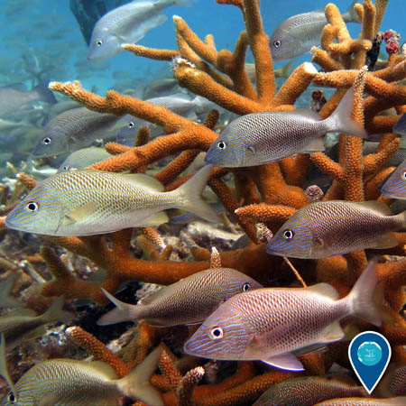 Many white grunts swim around staghorn coral.