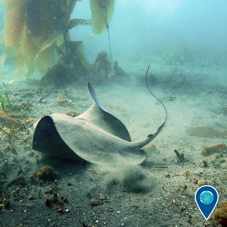 A bat ray disturbing the sand on the ocean floor. Kelp is visible in the background.