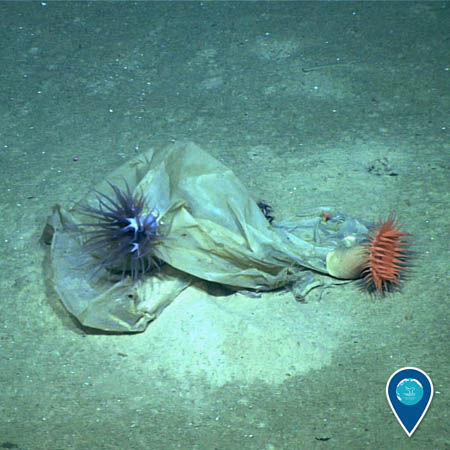 A white plastic bag lies crumpled on the sandy bottom of the ocean. Two anemones – one purple, one orange – are on the bag.