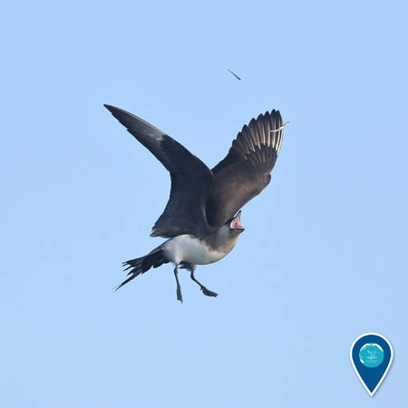 A parasitic jaeger in flight opens its mouth to catch falling fish.