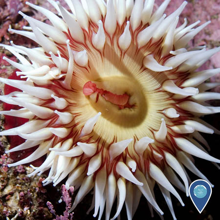 A close-up view of a sea anemone. Its tentacles are white, while its body is yellow and bright pink.