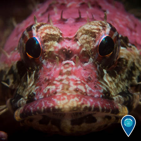 A close-up of a coralline sculpin. This fish is bright pink and tan, and has bulging eyes that are looking directly ahead toward the camera.