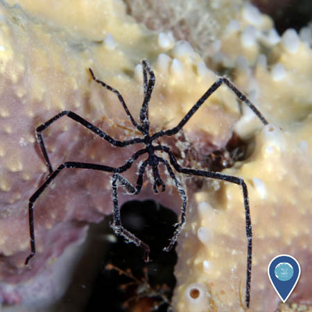 A close-up view of a sea spider resting on a sponge. The sea spider is black and looks quite spidery, with a small central body and thin legs.