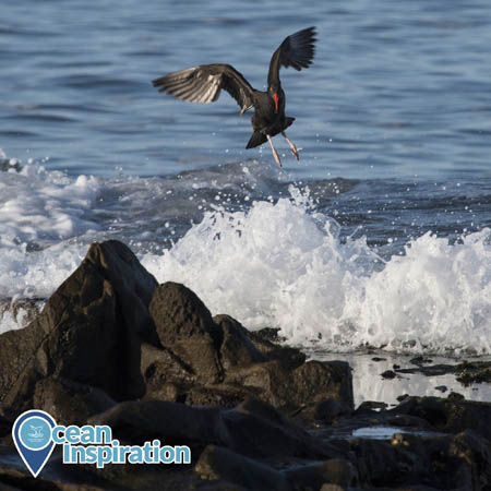 A black oystercatcher comes in for a landing over the surf. Note: this is not the bird that was transported to the wildlife rehabilitation center.