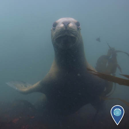 A sea lion, underwater, looks directly at the camera.