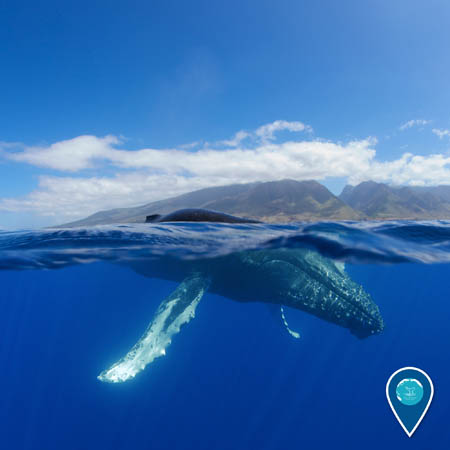 A humpback whale swims at the ocean surface. The photo shows half above water, and half below; land is visible in the background.