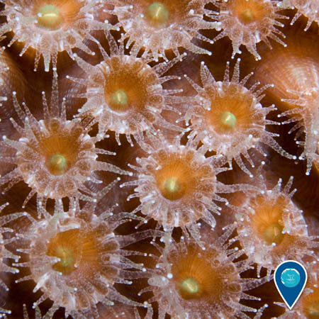 A closeup view of orange and white coral polyps.
