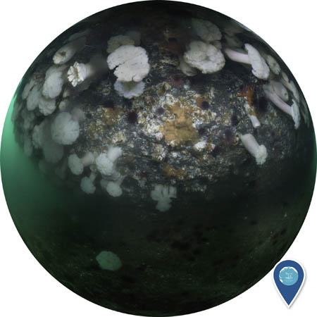 A circular image of white anemones and other invertebrates clinging to an underwater rock.